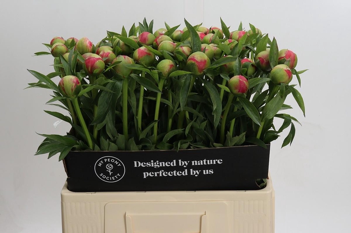 <h4>Paeonia Coral Charm</h4>