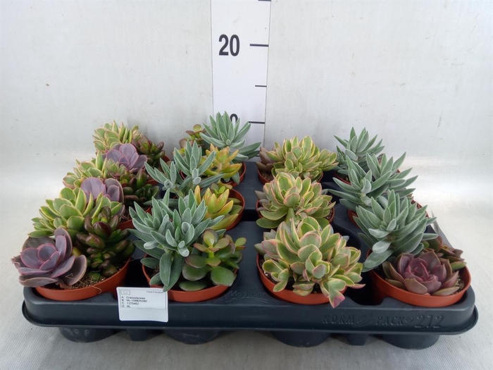 <h4>Succulents   ...</h4>