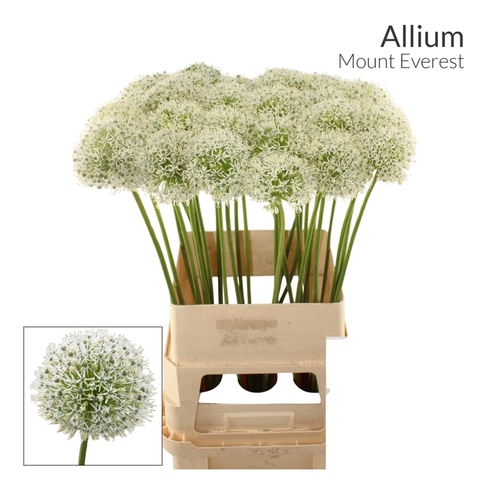 <h4>ALLIUM MOUNT EVEREST 991</h4>