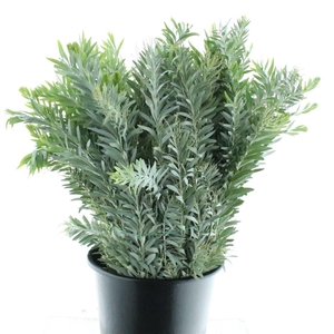 Mimosa Luna D'argento Gr 200