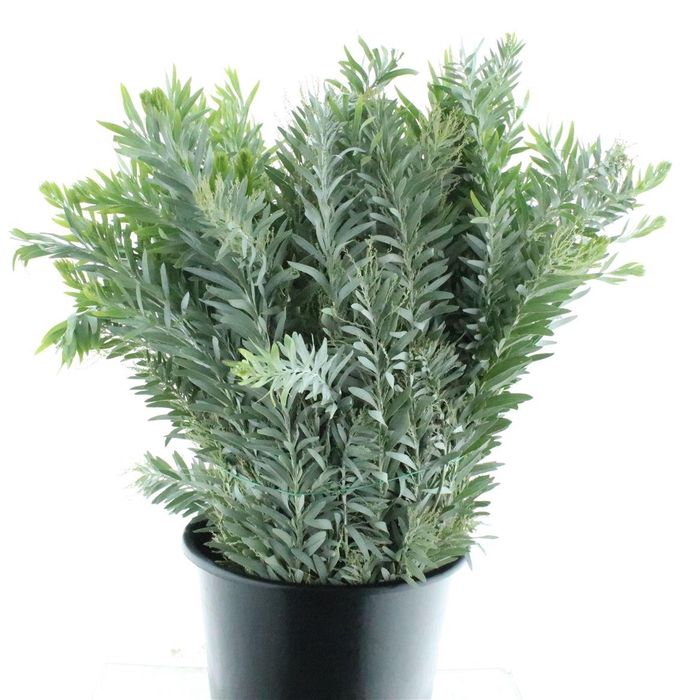 <h4>Mimosa Luna D'argento Gr 200</h4>