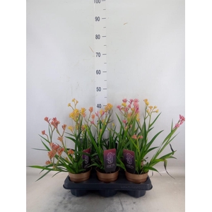 Anigozanthos   ...mix