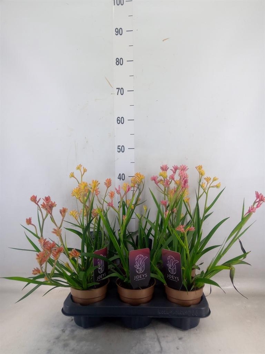 <h4>Anigozanthos   ...mix</h4>