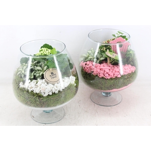 arr2 PL - Glas cognac x2 - roze/wit