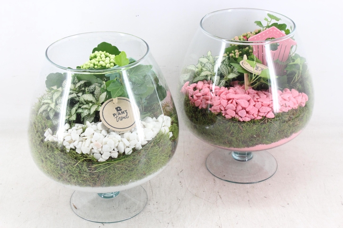 <h4>arr2 PL - Glas cognac x2 - roze/wit</h4>