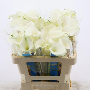 Calla Pure Art