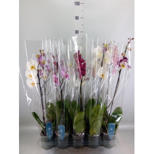 Phalaenopsis   ...mix  5