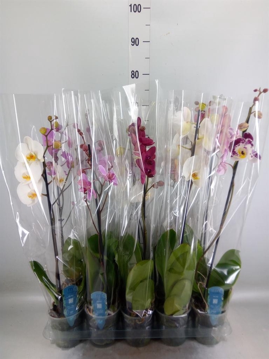 <h4>Phalaenopsis   ...mix  5</h4>