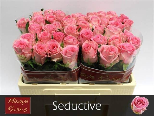 <h4>R Gr Seductive</h4>