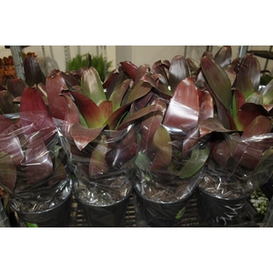 BROMELIA IMPERIAL P27 VERMELHO