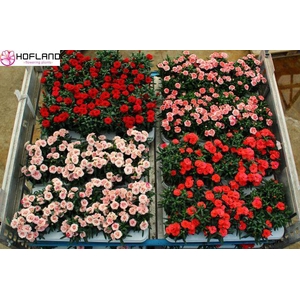 DIANTHUS OSCAR MIXSHELVE P10.5