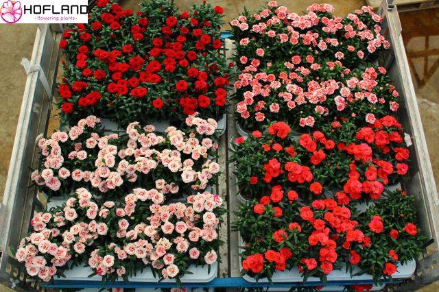 <h4>DIANTHUS OSCAR MIXSHELVE P10.5</h4>