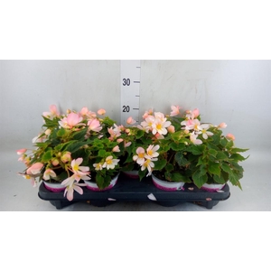 Begonia boliv. 'Angel Pink'