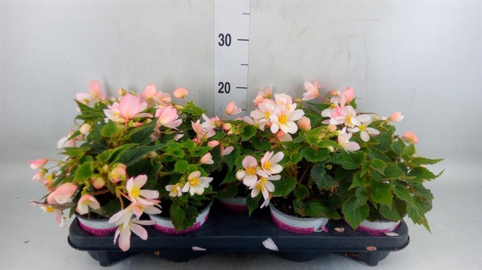 <h4>Begonia boliv. 'Angel Pink'</h4>