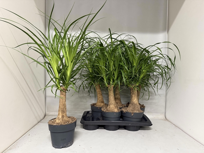 <h4>BEAUCARNEA RECUR</h4>