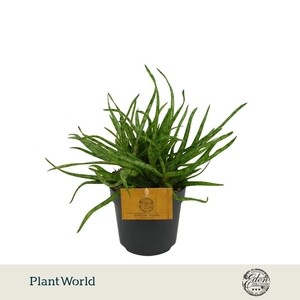Aloe Spider 10,5cm