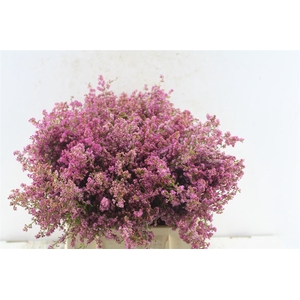Kaaps Erica Pink