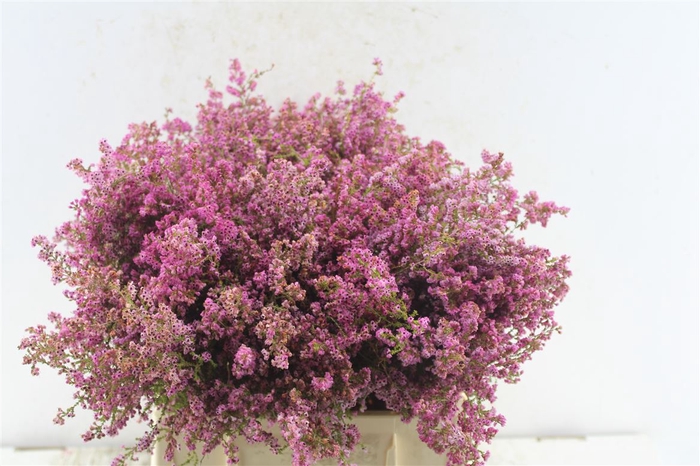 <h4>Kaaps Erica Pink</h4>