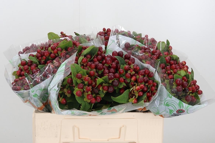 <h4>Hyp Mag Seasons</h4>