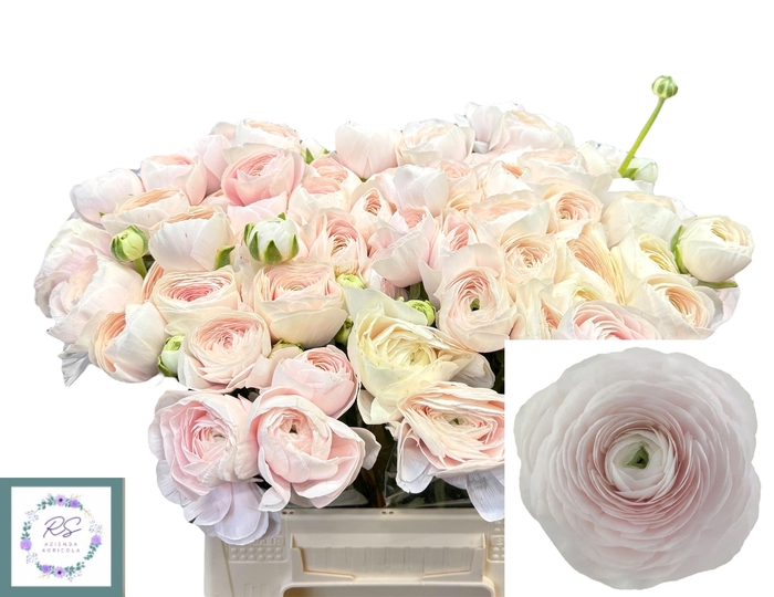 <h4>RAN SU HANOI</h4>