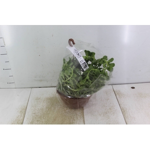 BALSAMO C21 PENDENTE