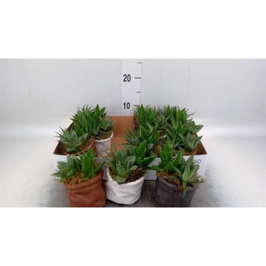Arr.   Kamerplant Groen L%