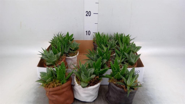 <h4>Arr.   Kamerplant Groen L%</h4>