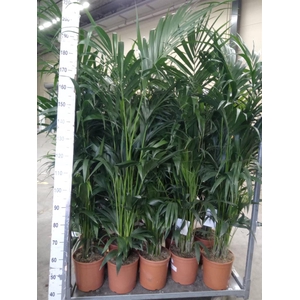 Howea forsteriana