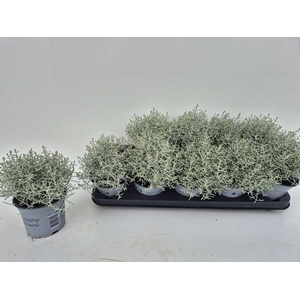LEUCOPH BROWNII