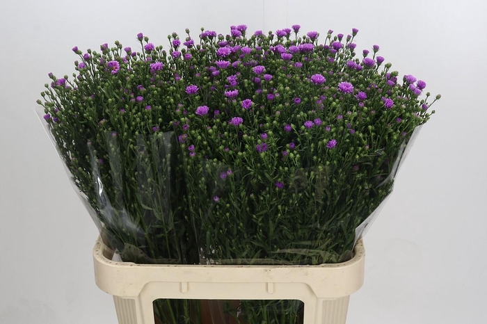 <h4>Aster Casarosa</h4>