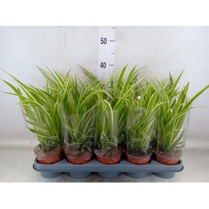 Chlorophytum com.
