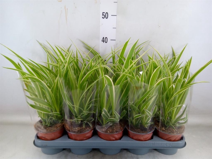 <h4>Chlorophytum com.</h4>