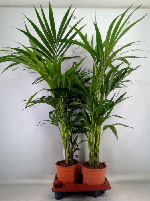 <h4>Howea forsteriana</h4>