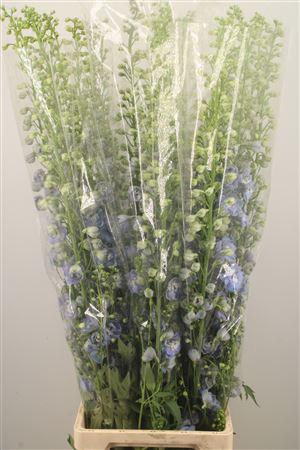 <h4>Delph Du Ov Light Blue</h4>
