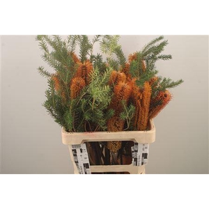 Banksia Ericifolia