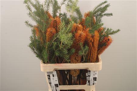 <h4>Banksia Ericifolia</h4>