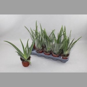 ALOE VERA