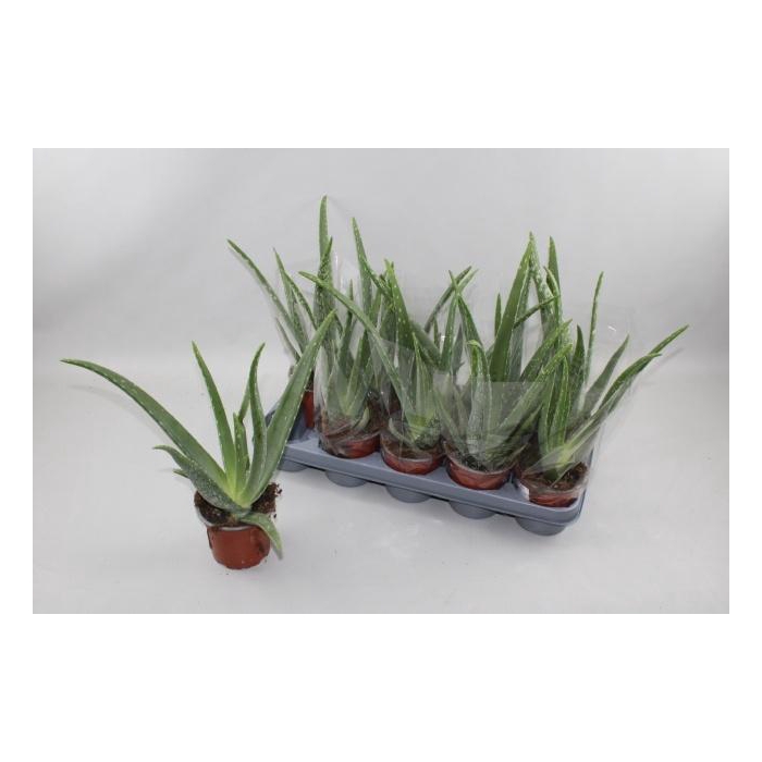 <h4>Aloe Vera</h4>