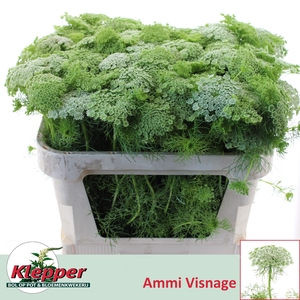 AMMI VIS CASABLANCA