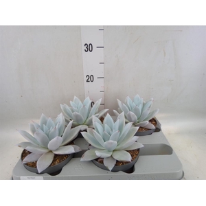 Echeveria  'Mexican Giant'