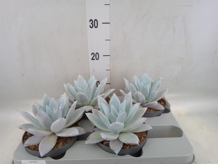<h4>Echeveria  'Mexican Giant'</h4>