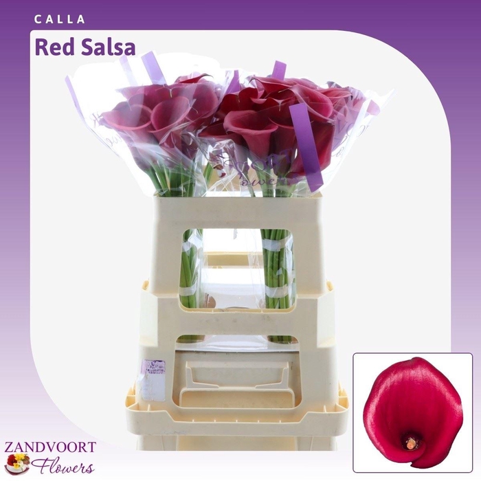 <h4>Calla Red Salsa</h4>