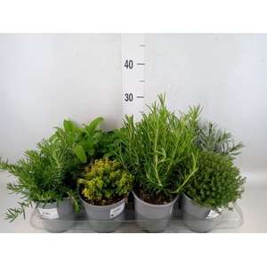 Tuinkruiden   ...mix