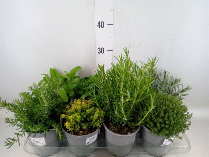 <h4>Tuinkruiden   ...mix</h4>