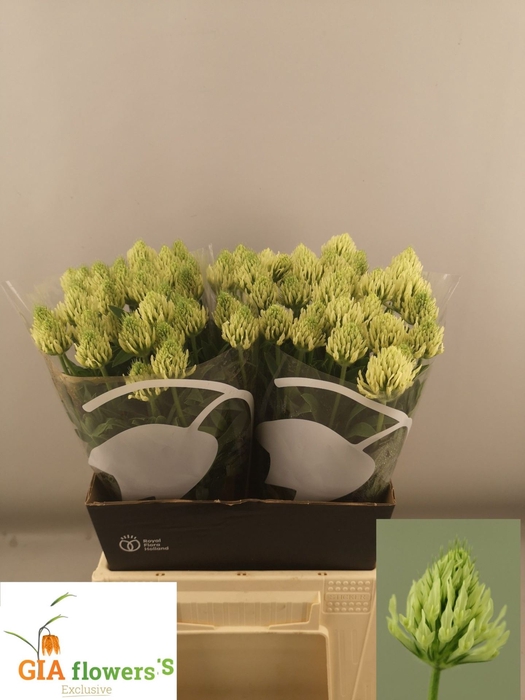<h4>Trifolium ochroleucon</h4>