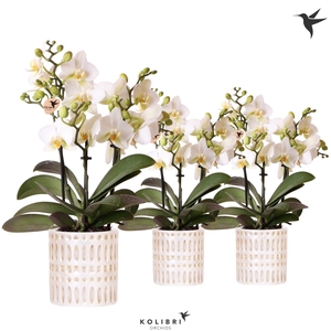Kolibri Orchids Phalaenopsis Lausanne 3 spike in Mozaiek pot