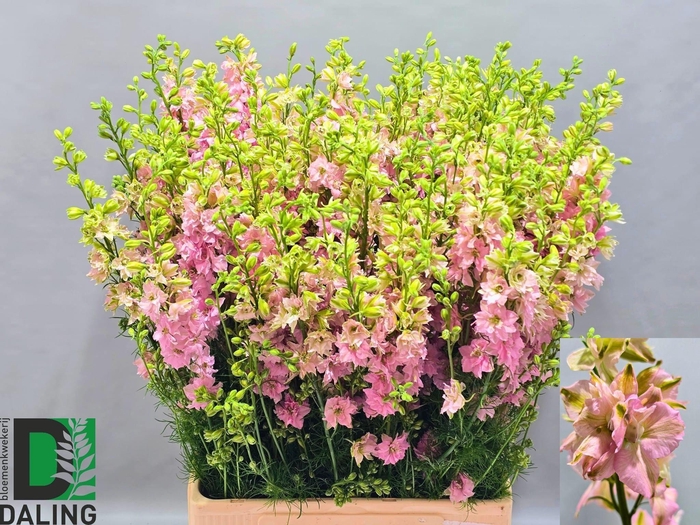 <h4>CONS R Q LIGHT PINK</h4>