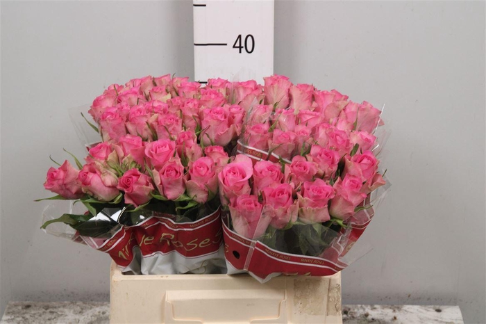 <h4>R Gr Royal Jewel</h4>