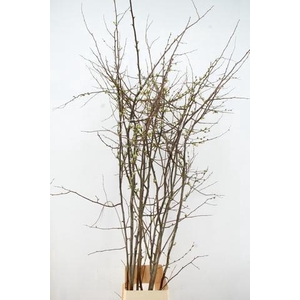 CHAENOMELES APPLE BLOSSOM 180CM