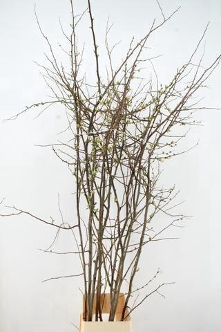 <h4>CHAENOMELES APPLE BLOSSOM 180CM</h4>